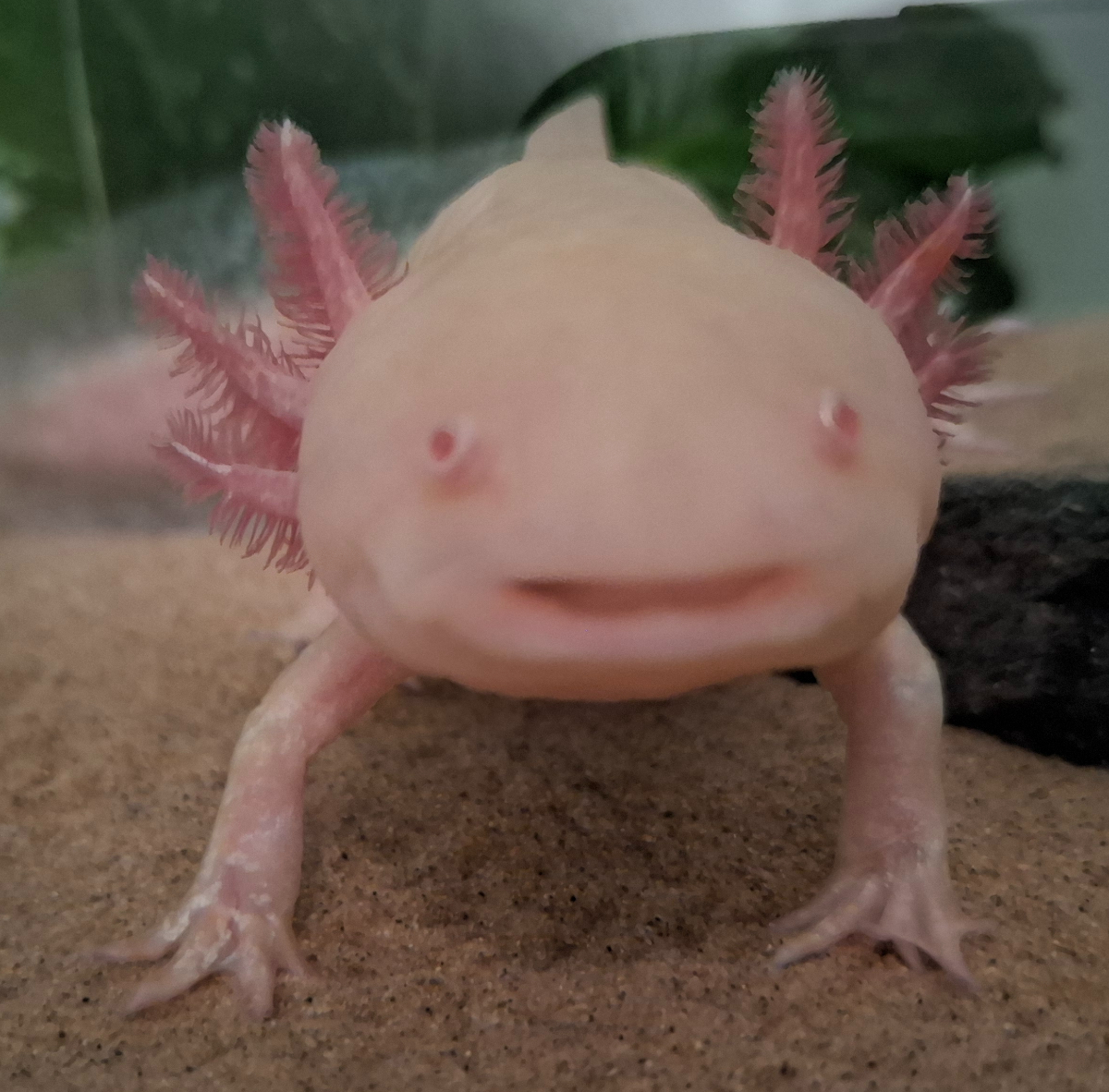 Axolotl