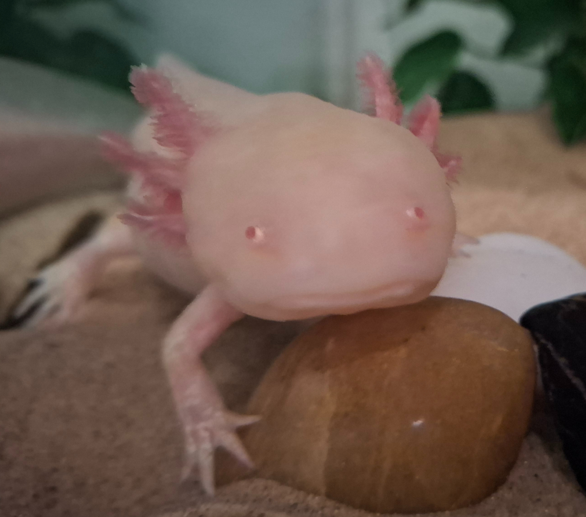 Axolotl