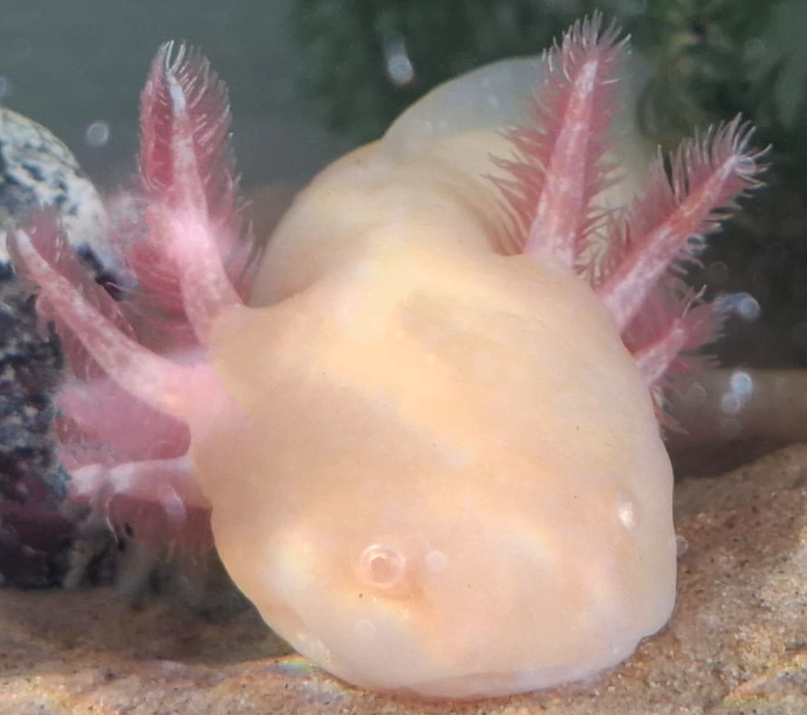 Axolotl