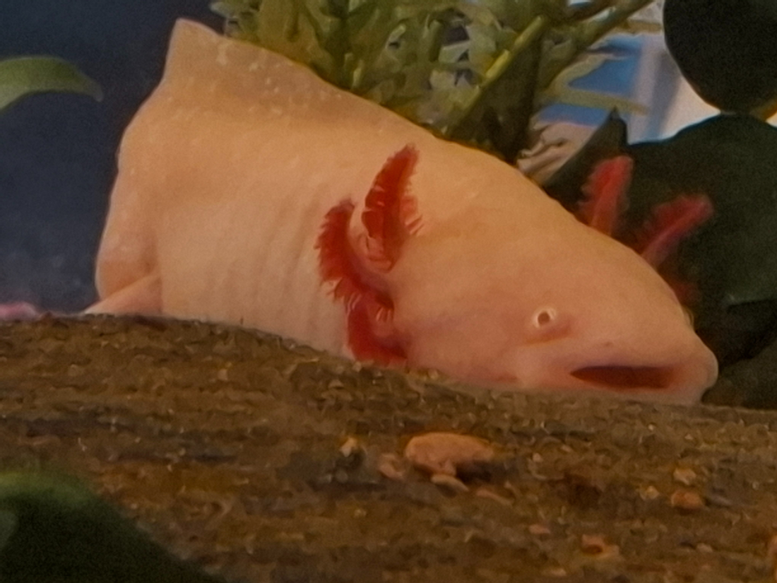 Axolotl